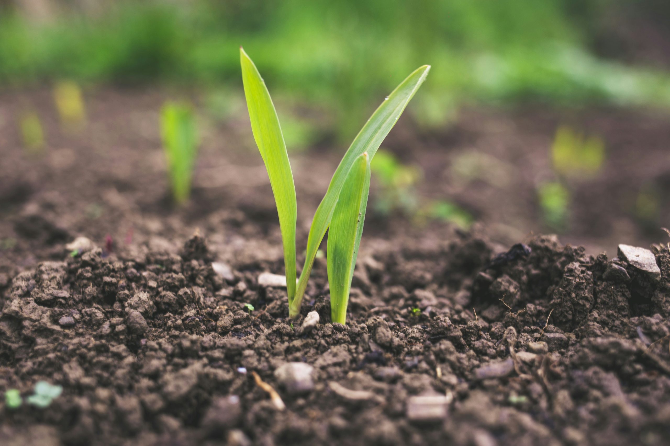 Du betrachtest gerade Wann ist der beste Zeitpunkt zum Düngen? – Saisonaler Düngekalender für Garten und Landwirtschaft
